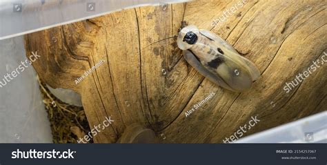 Image result for Large Cockroach