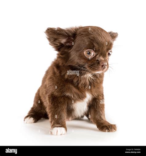 Chocolate Brown Chihuahua Puppy