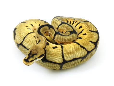 Image result for Leopard Spider Ball Python