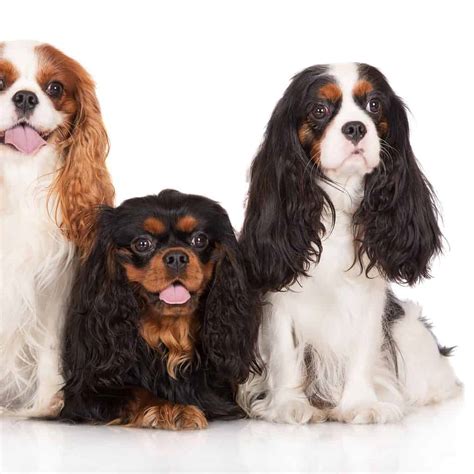 Cavalier King Charles Spaniels: Friendly, Playful, And Affectionate ...