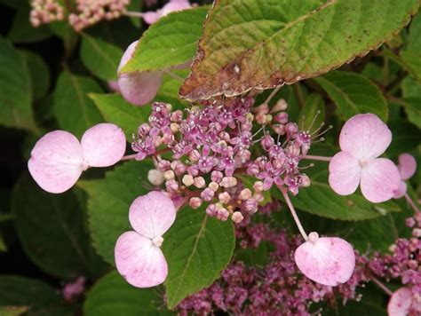 Hydrangea serrata 'Acuminata' - sawa tree-of-heaven hydrangea | The ...