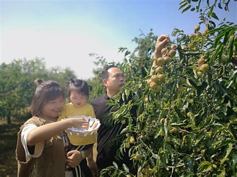河北易县：苹果俏挂枝头 电商助农促振兴|苹果_新浪财经_新浪网