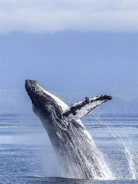 To a land far away:From Caribou to Dragonfly,10 animals known for ...