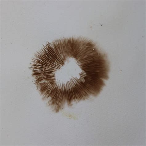 How to Make a Spore Print - Santa Cruz Museum of Natural History