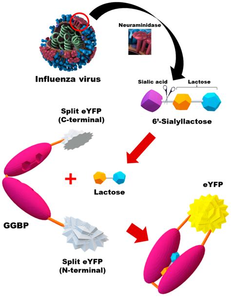 Highly Sensitive and Specific Detection of Influenza A Viruses Using ...