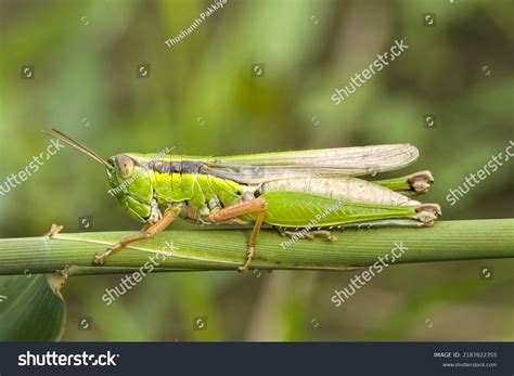 Large Marsh Grasshopper Stethophyma Grossum Threatened Stock Photo 2187622355 | Shutterstock