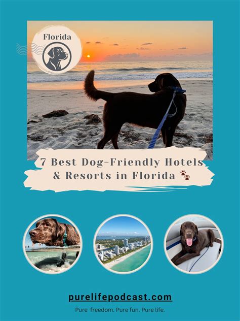 Best Dog Friendly Hotels And Resorts In Florida