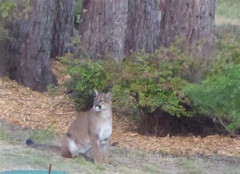 Mountain Lion – Mendonoma Sightings