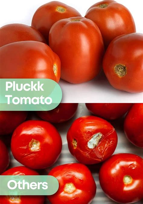 Ozone-Washed Fresh Fruits & Vegetables Online | Pluckk Guide