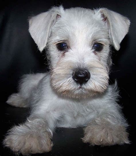 Toy Miniature Schnauzer at Jonathan Landseer blog