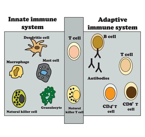 Image result for Innate Immunity Complement