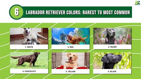 Image result for Labrador Retriever All Colors