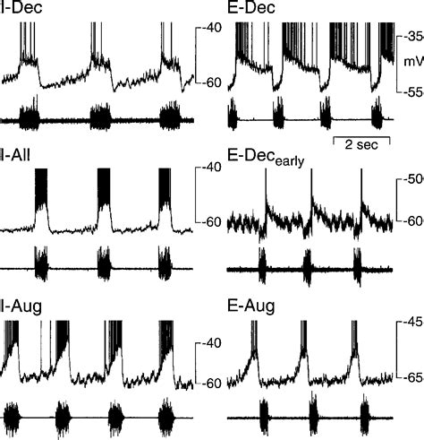 Figure 2 from Respiratory Neurons Mediating the Breuer–Hering Reflex ...