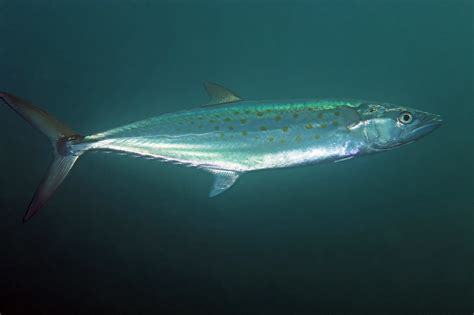 Spanish Mackerel: Biology, Habitat, & Fishing & Guide 🐟