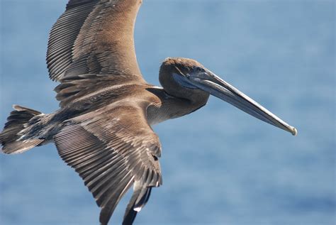 Louisiana State Bird – Eastern Brown Pelican – 50States.com