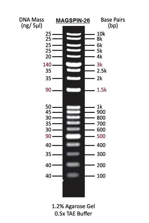 1kb Plus DNA Ladder Marker_word文档在线阅读与下载_文档网