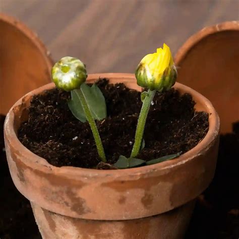 Buy Flower Bulbs Online in India at Affordable Price | Native Indian ...