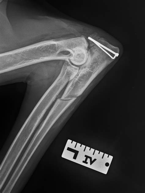 Fracture Repair — Warm Springs Pet Hospital
