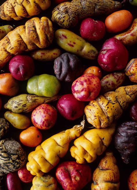 Image result for MACA