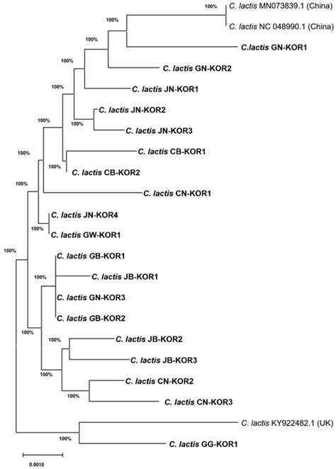 Molecular Identification and Prevalence of the Mite Carpoglyphus lactis ...