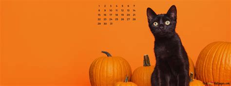 Halloween - Black Cat and pumpkins, orange, October 2023 Calendar 4K ...