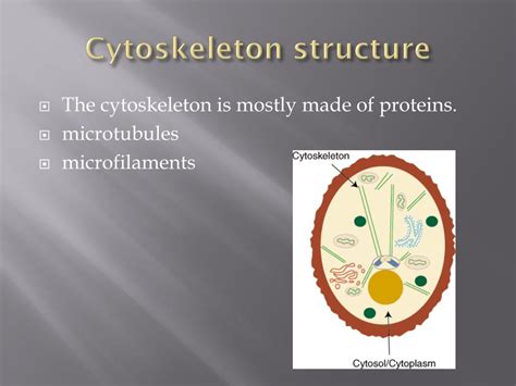 Image result for Cytoskeleton Structure