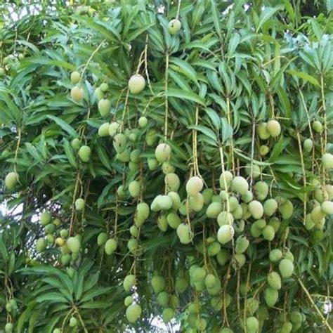 Chandrakaran Mango Grafted Live Plant – Kerala’s Premium Variety ...