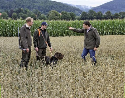 Wildschweine verwüsten Acker: So handeln Landwirte richtig | agrarheute.com