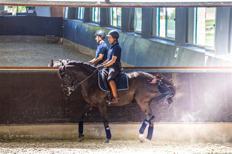 Horse Boarding & Training – HARAS GODIVA