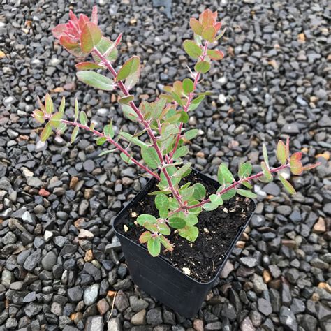 Arctostaphylos 'John Dourley' - Manzanita (4.5" Pot) | Little Prince of ...