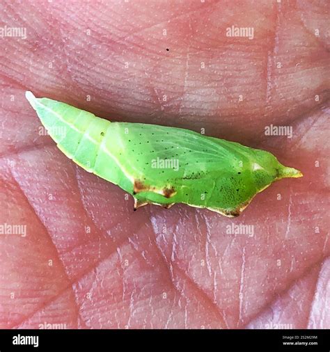 Whites, Yellows, and Sulphurs (Pieridae Stock Photo - Alamy