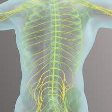 ADMAA | AD Medical Animation