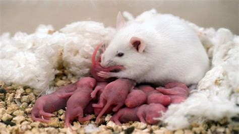 实验小鼠繁育：孕鼠与仔鼠的日常照料问题解答汇总 一 - 分析行业新闻