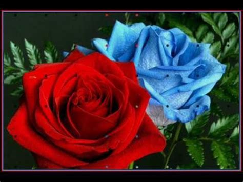Image result for red roses