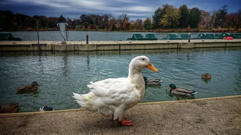 Forest Park : Saint Louis | Visions of Travel