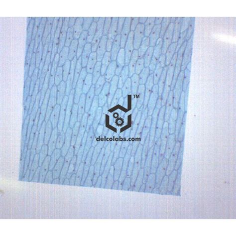Onion Bulb, Epidermis - Prepared Microscope Slide - 75x25mm