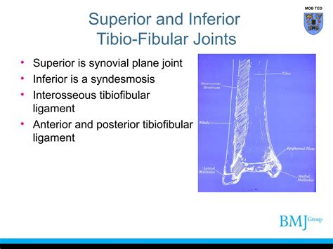 Tibiofibular and ankle joint complex | PPT