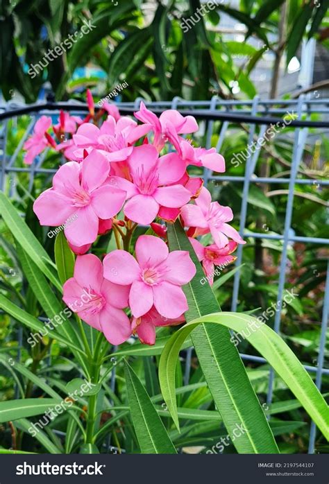 Terminal Cluster Rose Laurel Nerium Oleander Stock Photo 2197544107 ...