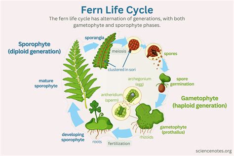 Image result for Fern Reproduction Cycle