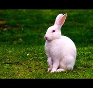 Image result for Wild White Rabbit