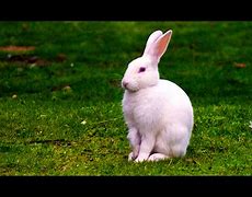 Image result for Pink White Rabbit