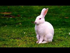Image result for Wild White Rabbit