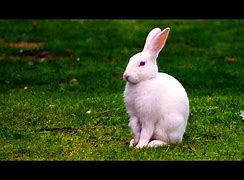 Image result for White Rabbit with Black Background Image