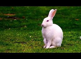 Image result for White Rabbit Plush