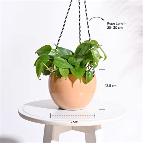 Forma Handmade Ceramic Planter – Ugaoo