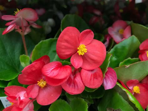 Wax Begonia Plant