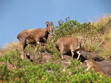 भारत में बायोस्फीयर रिजर्व (Biosphere Reserves in India)