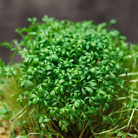 Berro: propiedades nutricionales, medicinales y contraindicaciones