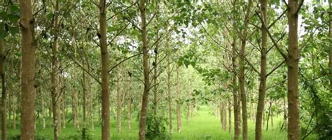 Tree Farming Profit: इन 3 पेड़ों से होगी डबल कमाई, एक हेक्टेयर में खेती ...