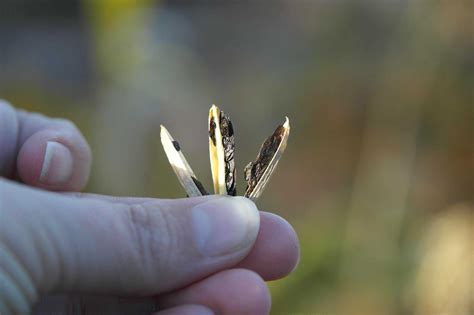 Can You Plant Hosta Seed Pods at Eldridge Rucker blog